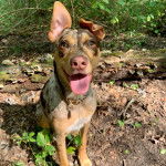 Un Labahoula au pelage tricolore, assis dans une brousse et portant un collier autour du cou