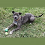 Un Labahoula au pelage tricolore, allongé sur une surface herbacée et portant un collier autour du cou 