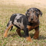 Un Labahoula au pelage tricolore, debout sur une surface herbacée et semblant détendu 