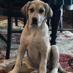 Un Labahoula au pelage bicolore, assis sur un tapis et regardant vers la caméra 