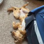 Un Labahoula au pelage bicolore, allongé sur un tapis et semblant détendu 