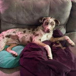 Un Labahoula au pelage tricolore, allongé sur un canapé et regardant vers la caméra 