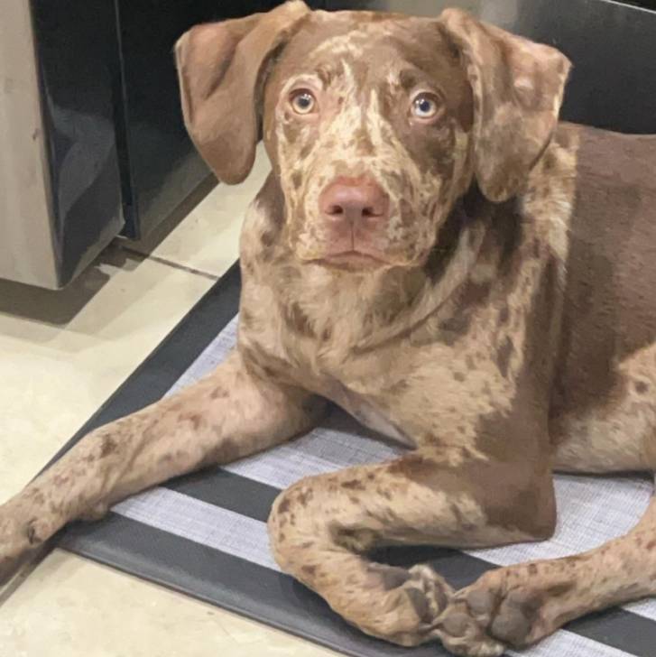 Un Labahoula au pelage bicolore, allongé sur un tapis 