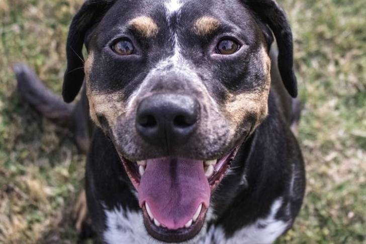 Un Labahoula assis sur une surface herbacée et ayant la gueule ouverte 