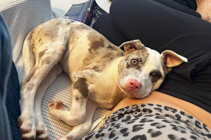 Un Labahoula allongé à côté d'une femme et regardant vers la caméra