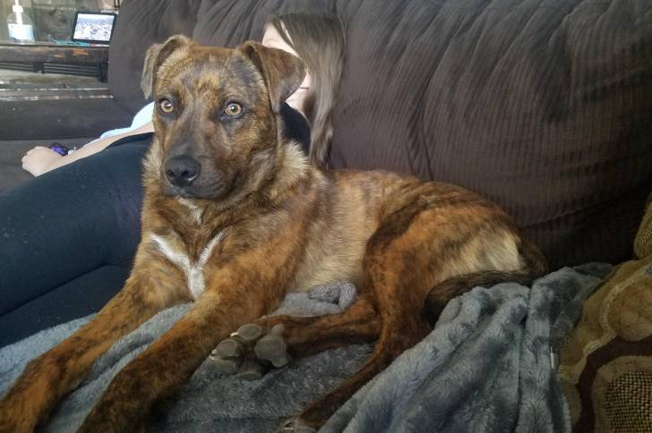 Un Labahoula allongé sur un canapé et regardant vers la caméra 