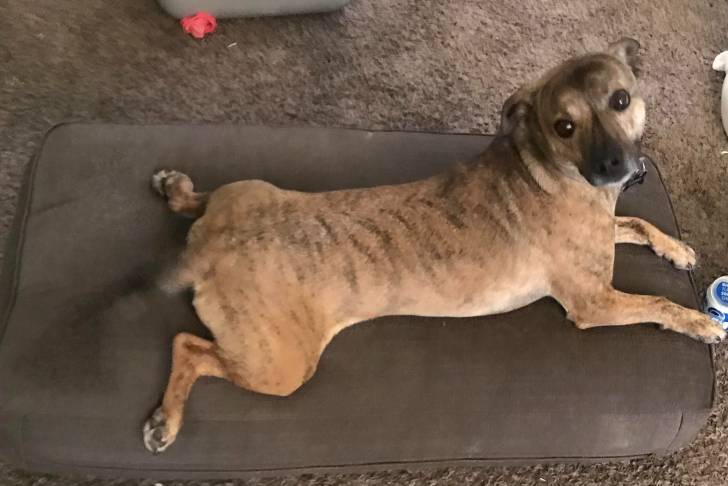 Un Labahoula allongé sur un coussin et regardant vers la caméra 