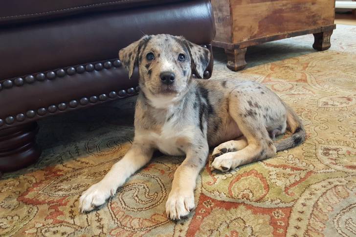 Un Labahoula allongé sur un tapis et regardant vers le plafond. 