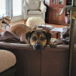 Un Pitahoula allongé sur un canapé et regardant vers la caméra 