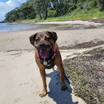 Un Pitahoula tirant la langue et portant un harnais 