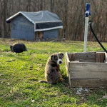 Un chiot Pitahoula assis sur un terrain herbeux et regardant vers la caméra 