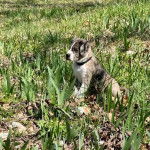 Un Pitahoula assis sur un terrain herbeux et portant un collier autour du cou