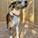 Un Pitahoula léchant son museau et portant un collier autour du cou