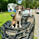 Un Pitahoula assis sur un quad et portant un collier autour du cou