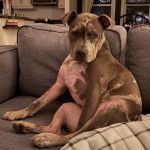 Un Pitahoula assis sur un canapé et regardant vers la caméra 