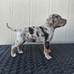 Profil d'un chiot Pitahoula 