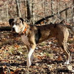 Un Pitahoula marchant sur un terrain herbeux et portant un collier autour du cou 