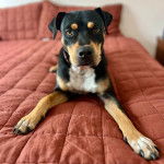 Un Pitahoula allongé sur un lit et regardant vers la caméra 