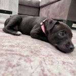 Un Pitahoula allongé sur une moquette et portant un collier autour du cou