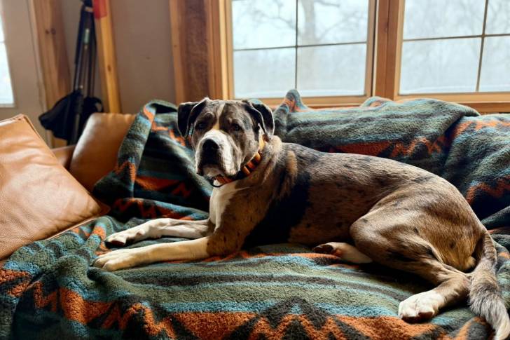 Un Pitahoula allongé sur un canapé et portant un collier autour du cou