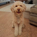 Un Pooahoula assis sur un plancher et ayant la gueule légèrement ouverte