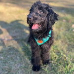 Un Pooahoula sur un terrain herbeux tirant la langue et portant un collier autour du cou