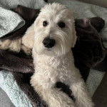 Un Pooahoula allongé et semblant détendu 