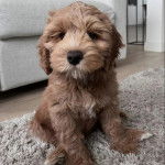 Un chiot Pooahoula assis sur un tapis et regardant la caméra 