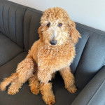 Un Pooahoula assis sur un canapé et regardant vers la caméra 