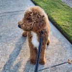 Un Pooahoula sur un trottoir et qui est tenu en laisse