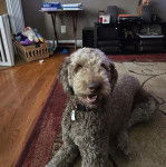 Un Pooahoula allongé sur une moquette et portant un collier autour du cou