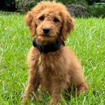 Un Pooahoula assis sur un terrain herbeux et portant un collier autour du cou