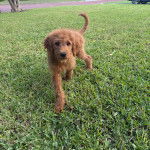 Un Pooahoula marchant sur un terrain herbeux et regardant vers la caméra 