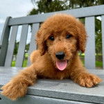 Un Pooahoula allongé sur un banc et tirant la langue 
