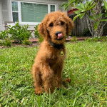 Un Pooahoula assis sur un terrain herbeux léchant son museau et portant un collier autour du cou