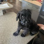 Un Pooahoula assis sur une table et portant un collier autour du cou