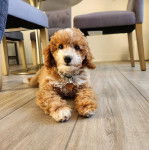 Un Pooahoula allongé sur un plancher et portant un collier autour du cou 