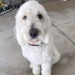 Un Pooahoula assis sur surface bétonnée et portant un collier autour du cou 