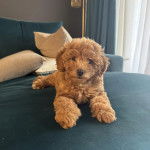 Un Pooahoula allongé sur un lit et regardant vers la caméra 