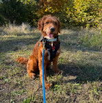 Un Pooahoula assis sur un terrain herbeux et qui est tenu en laisse 