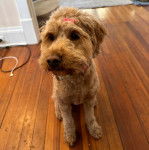 Un Pooahoula assis sur un plancher et portant un collier autour du cou 