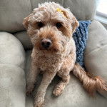 Un Pooahoula assis sur un canapé et regardant la caméra 