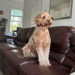 Un Pooahoula assis sur un canapé et portant un collier autour du cou