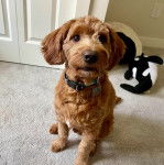 Un Pooahoula assis sur une moquette et portant un collier autour du cou