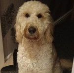 Un Pooahoula assis et regardant vers la caméra 