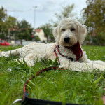 Un Pooahoula allongé sur une surface herbacée et qui est tenu en laisse 