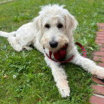 Un Pooahoula allongé sur un terrain herbeux et portant un harnais 