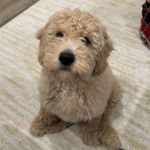 Un Pooahoula assis sur un tapis 