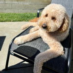 Un Pooahoula allongé sur une chaise et semblant détendu 