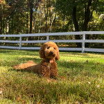 Un Pooahoula allongé sur une surface herbacée et portant un collier autour du cou